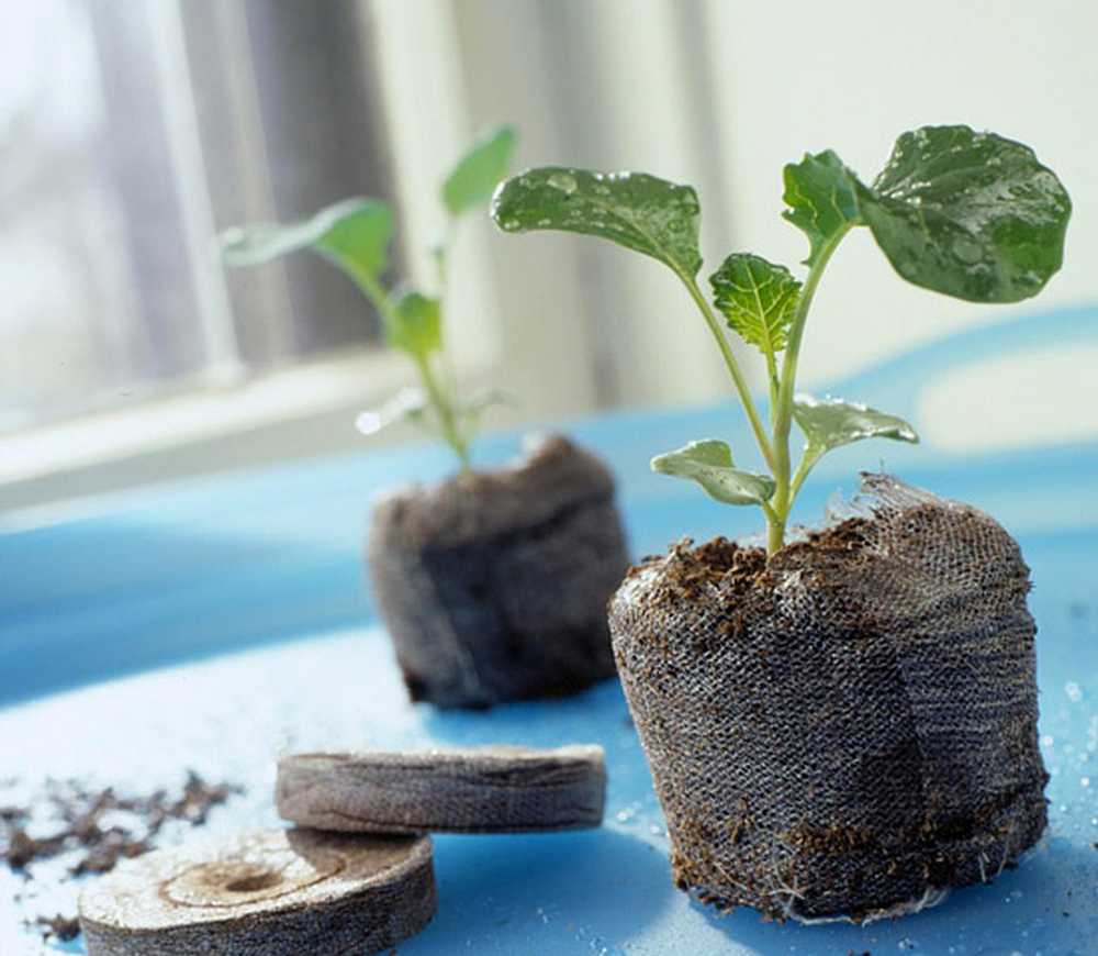 Grow many. Семена растений для посадки. Садоводство и огородничество проращивание семян.