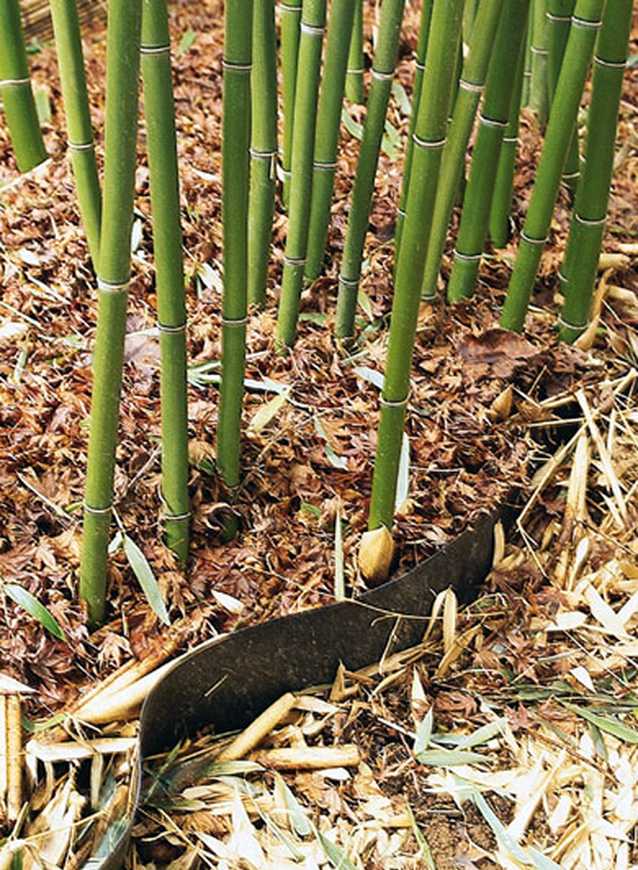 Nozioni di base di bambù / Giardinaggio