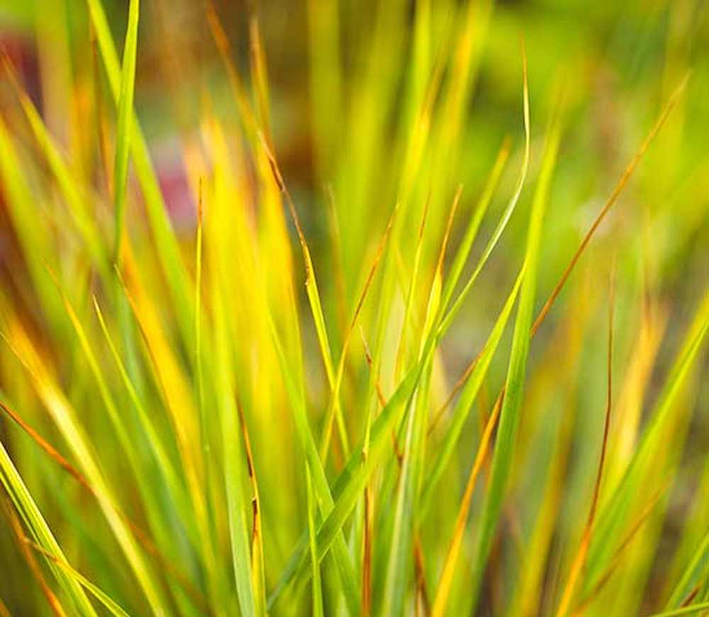 Растение рид. Reed grass. Feather Reed grass.