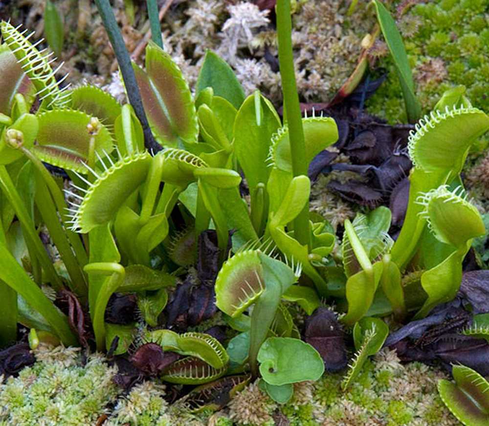 These plants. Венерина мухоловка Дикая. Венерина мухоловка в дикой природе. Растение Венерина мухоловка дикий. Венерина мухоловка на болоте.