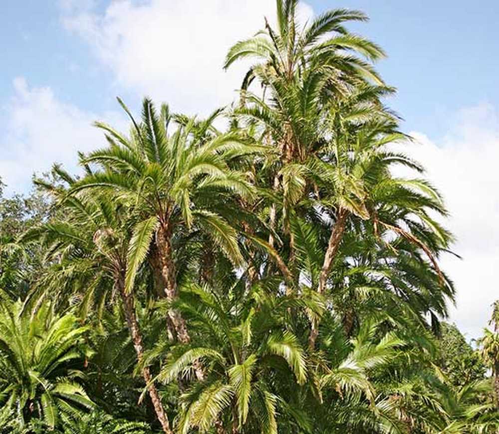 Areca Palm Plants How To Grow