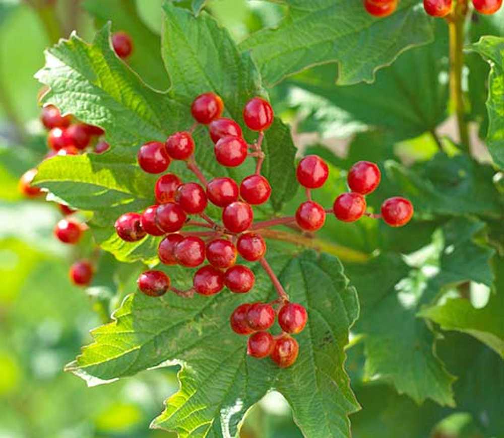 Viburnum opulus 'compactum'