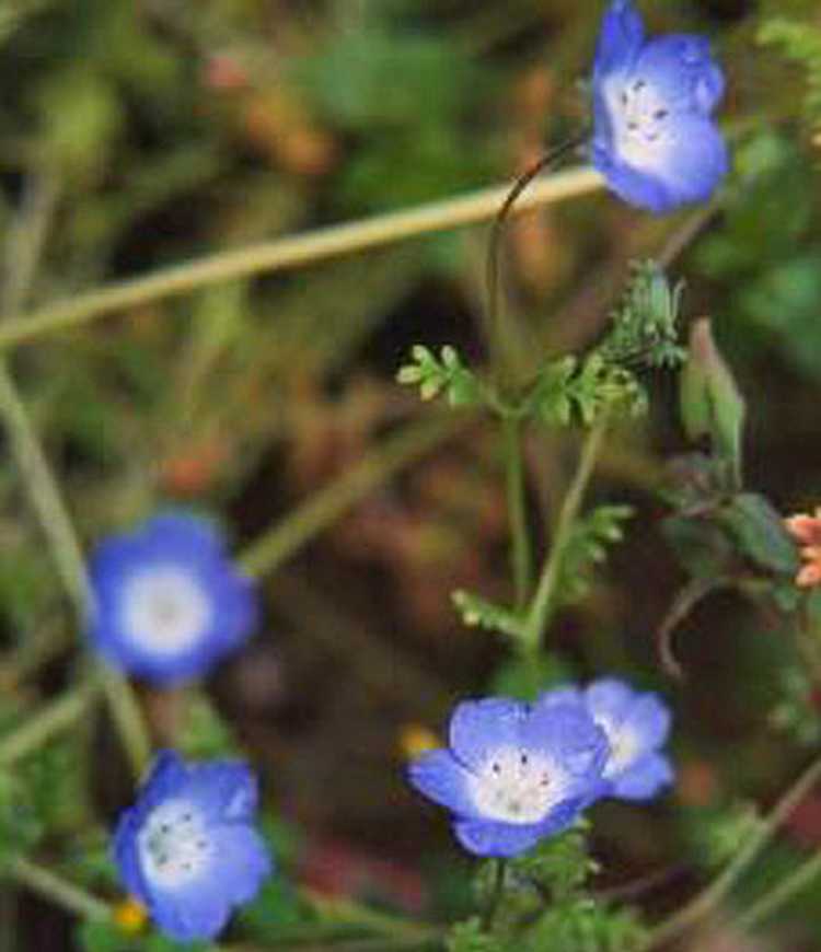 Baby Blue Eyes Giardinaggio I Migliori Consigli Per Un Vero Giardiniere