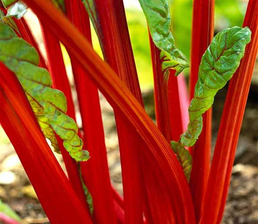 Красный стебель. Мангольд Rhubarb. Ревень и мангольд. Красные стебли. Красные черешки.