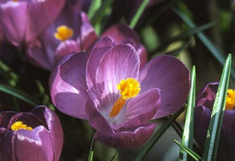 Крокус сейчас фото. Крокус Flower record, large flowering. Крокус Flower record. Crocus Flower record.