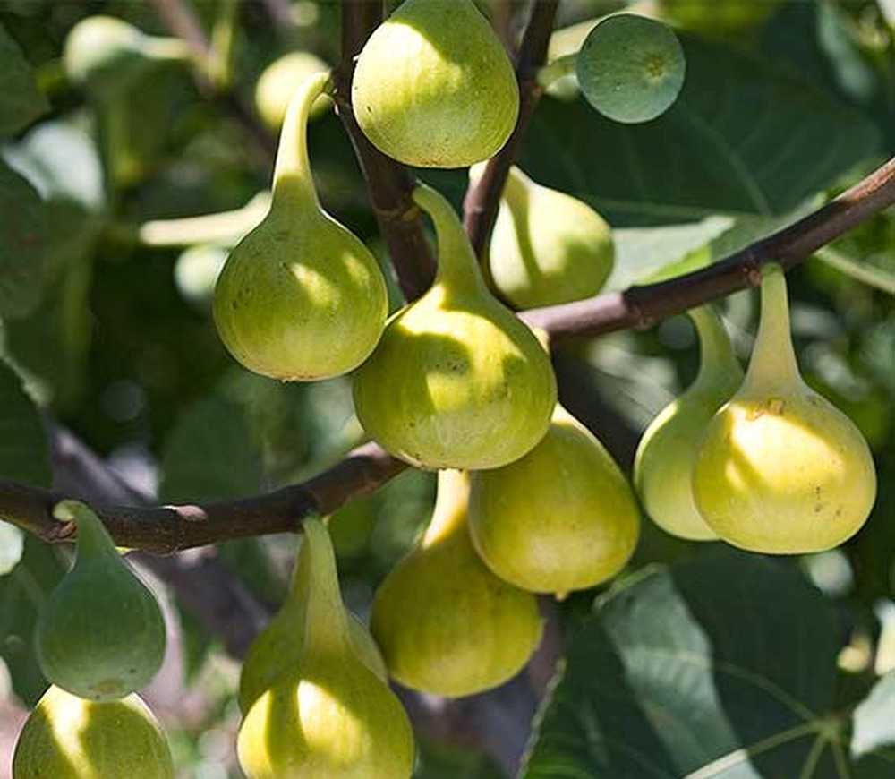 Fruit moon. Ronde de Bordeaux инжир.