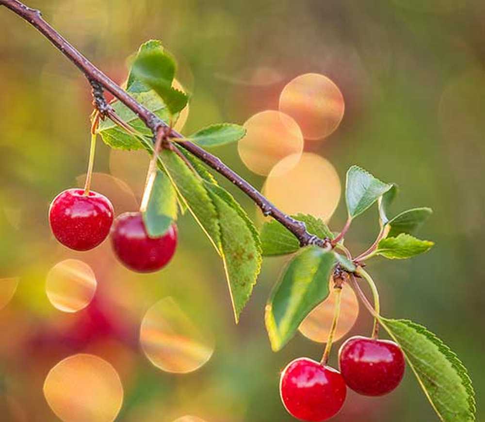 Cherry like. Ира вишенку сажает.