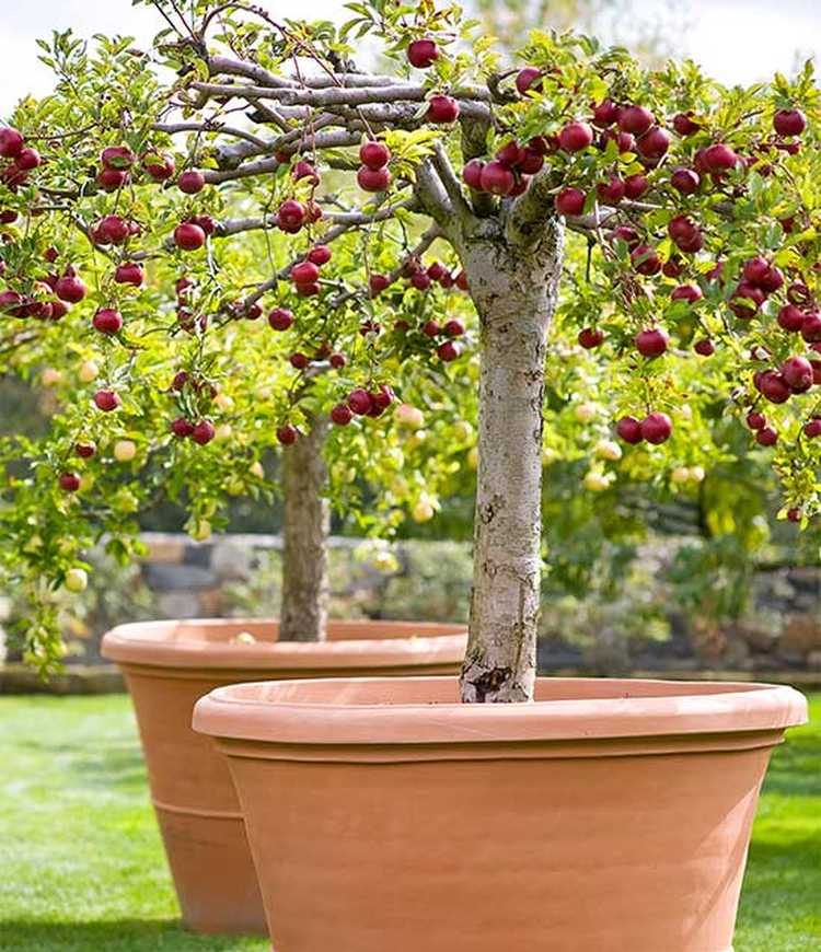 Amfibisch Ontevreden Gelijkenis Hoe een fruitboom in te potten die elke ruimte siert / Tuinieren | De beste  tips voor een echte tuinman!