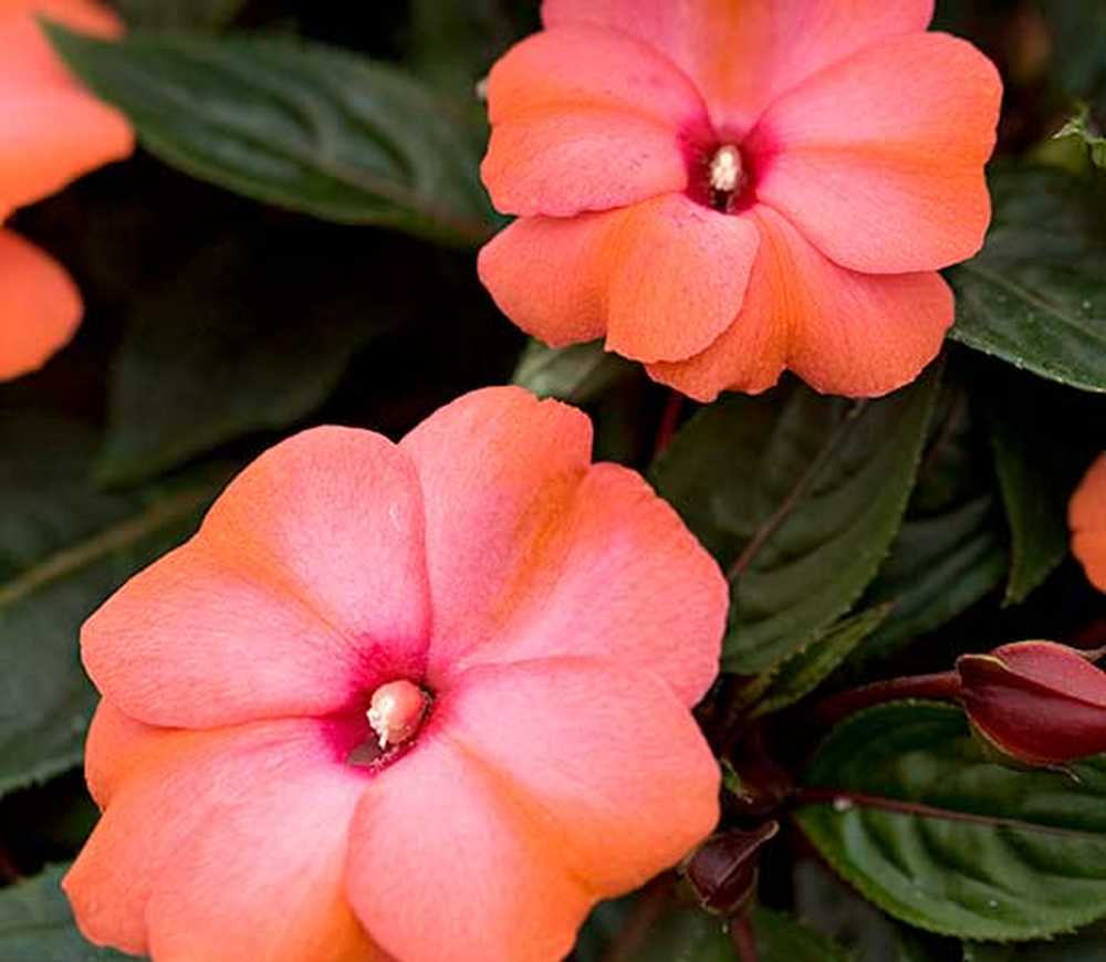 Fiori Di Vetro Nuova Guinea.Impatiens Della Nuova Guinea Giardinaggio I Migliori Consigli Per Un Vero Giardiniere