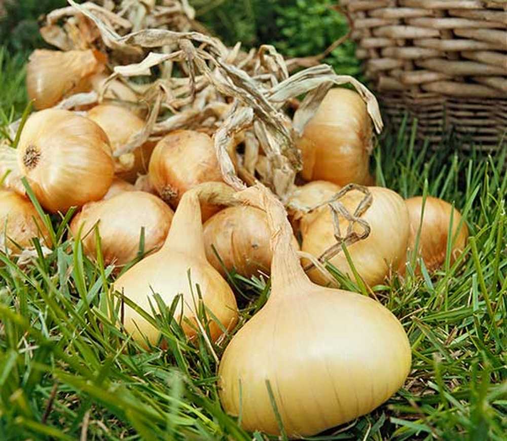 How many onions have we got. Большой сладкий белый лук на огороде. На завалинке лук шалот. Включи про лук.
