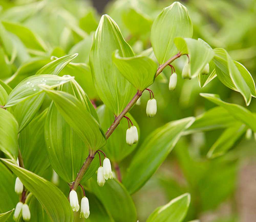 Super plant. Купена многоцветковая «variegatum».